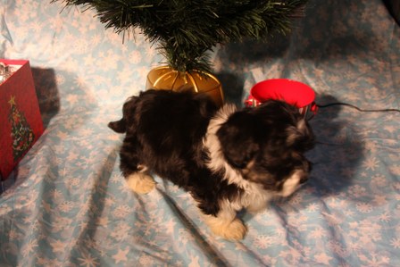 havanese-puppies